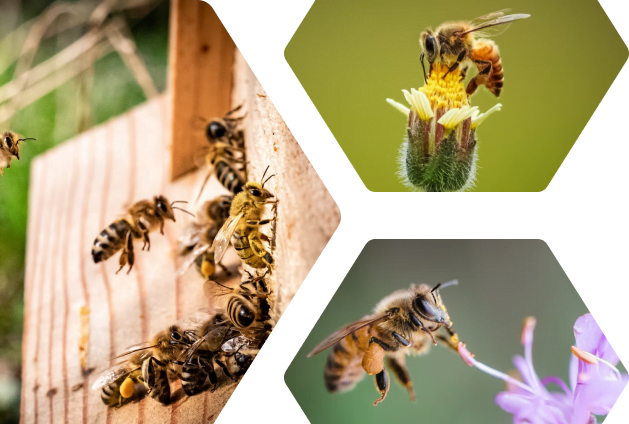 Wie du mit FiniBee Bienen rettest 